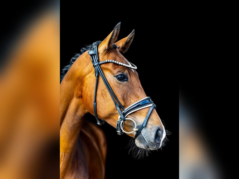 Westfaliano Caballo castrado 3 años 167 cm Castaño in Rosenheim