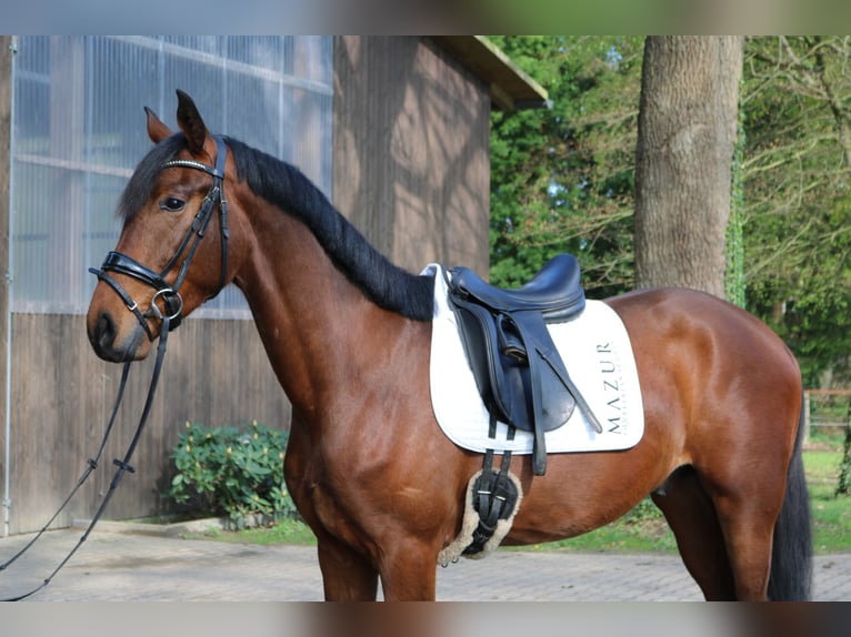 Westfaliano Caballo castrado 3 años 167 cm Castaño in Fürstenau