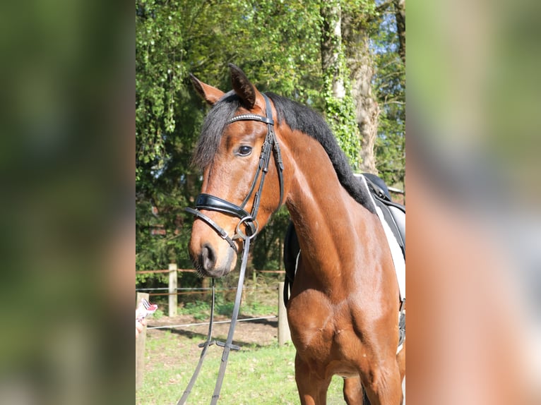 Westfaliano Caballo castrado 3 años 167 cm Castaño in Fürstenau