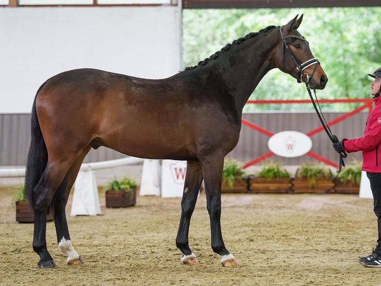 Westfaliano Caballo castrado 3 años 167 cm Castaño in Münster-Handorf