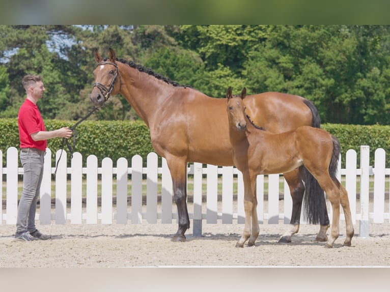 Westfaliano Caballo castrado 3 años 167 cm Castaño in Hamm