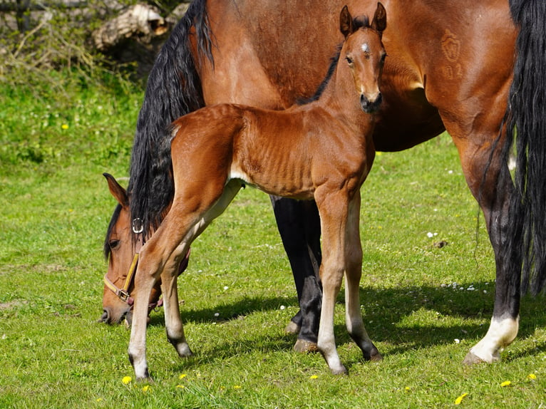 Westfaliano Caballo castrado 3 años 167 cm Castaño in Hamm