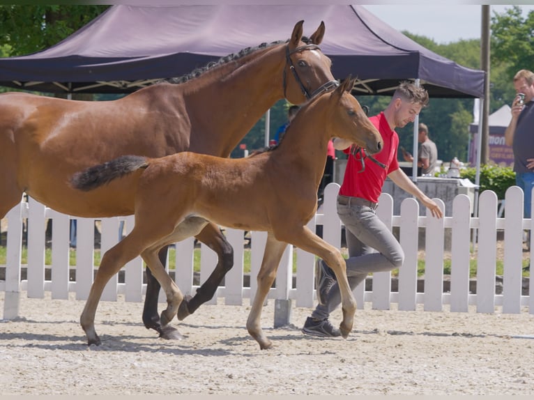 Westfaliano Caballo castrado 3 años 167 cm Castaño in Hamm