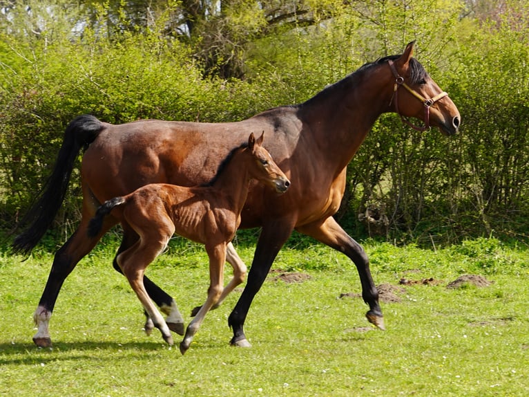 Westfaliano Caballo castrado 3 años 167 cm Castaño in Hamm