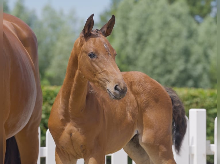 Westfaliano Caballo castrado 3 años 167 cm Castaño in Hamm