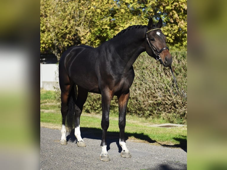 Westfaliano Caballo castrado 3 años 167 cm Castaño oscuro in Szarvas