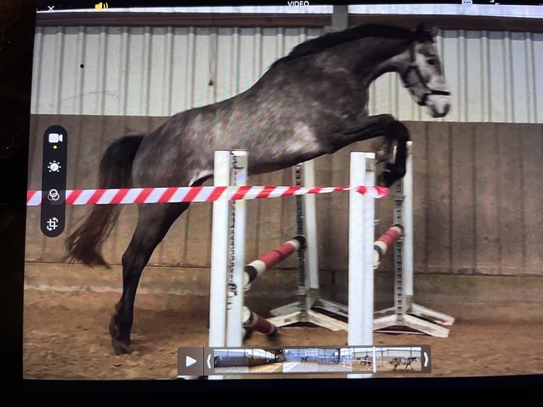 Westfaliano Caballo castrado 3 años 167 cm Tordo in Bassum