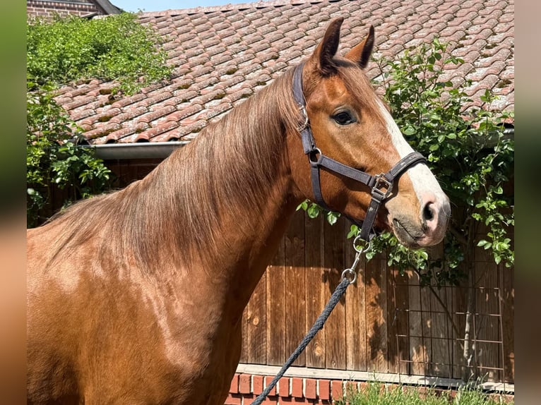 Westfaliano Caballo castrado 3 años 168 cm Alazán in Südlohn