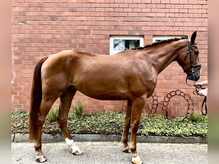 Westfaliano Caballo castrado 3 años 168 cm Alazán in Bawinkel