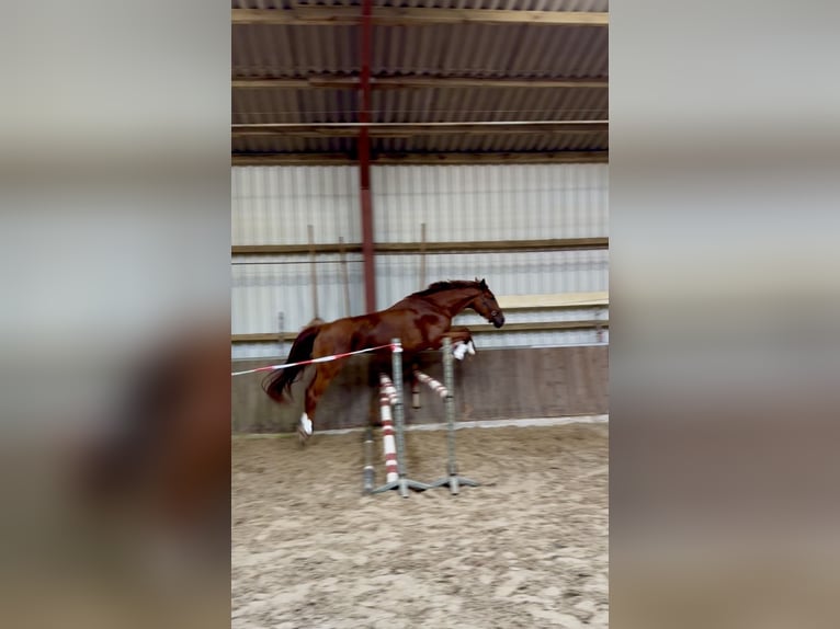 Westfaliano Caballo castrado 3 años 168 cm Alazán in Bawinkel