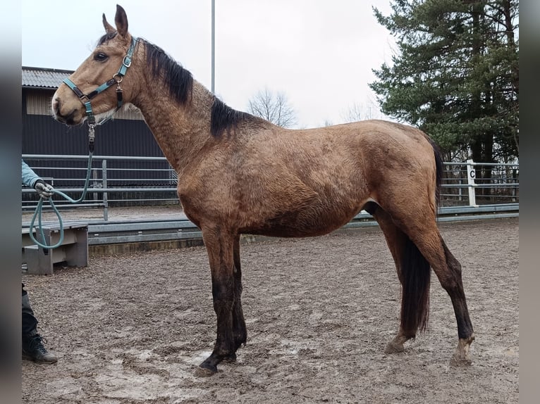 Westfaliano Caballo castrado 3 años 168 cm Buckskin/Bayo in Bad Waldsee