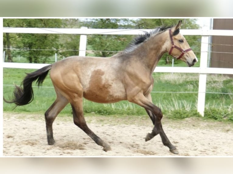 Westfaliano Caballo castrado 3 años 168 cm Buckskin/Bayo in Bad Waldsee