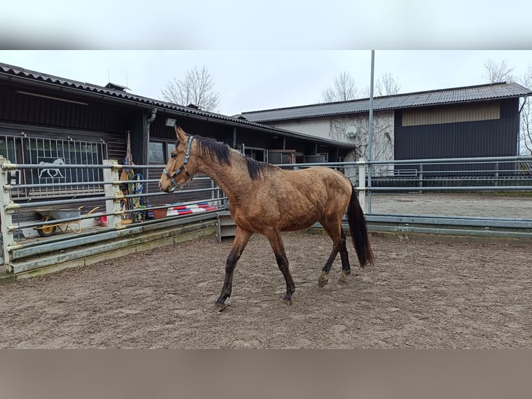 Westfaliano Caballo castrado 3 años 168 cm Buckskin/Bayo in Bad Waldsee