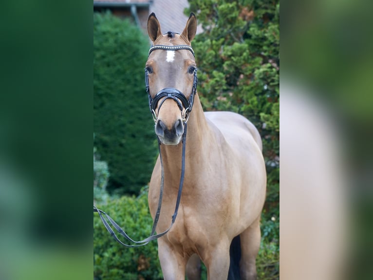Westfaliano Caballo castrado 3 años 168 cm Castaño in Paderborn
