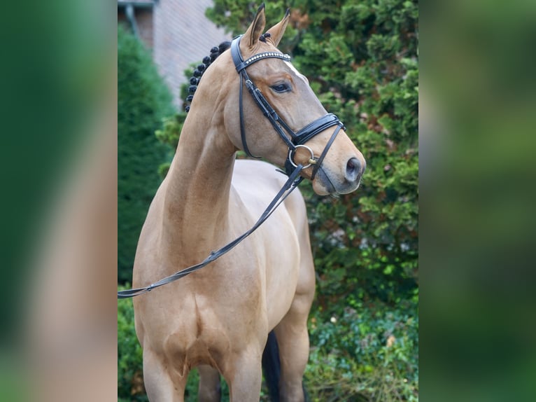 Westfaliano Caballo castrado 3 años 168 cm Castaño in Paderborn
