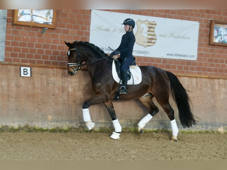 Westfaliano Caballo castrado 3 años 168 cm Castaño in Paderborn