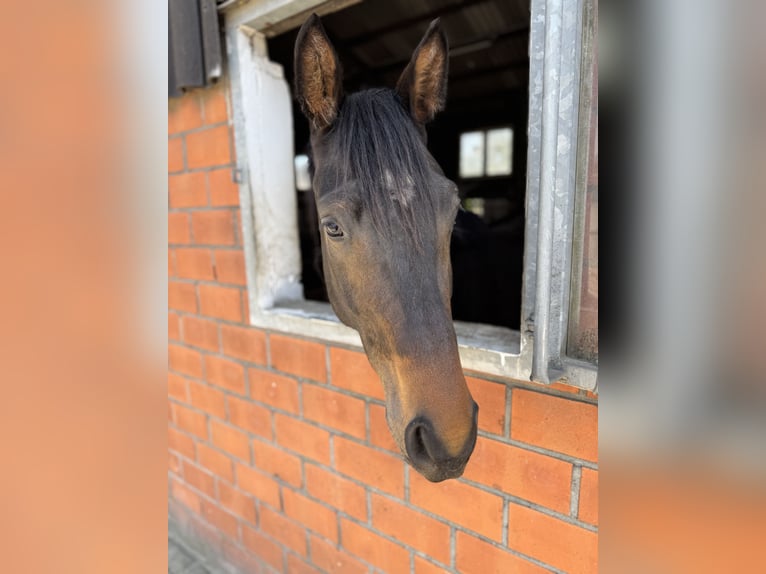 Westfaliano Caballo castrado 3 años 168 cm Castaño oscuro in Dortmund Westfaliano Caballo castrado 3 años 168 cm Castaño oscuro in Dortmund