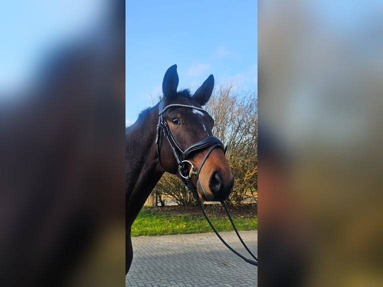 Westfaliano Caballo castrado 3 años 168 cm Castaño oscuro in Coesfeld