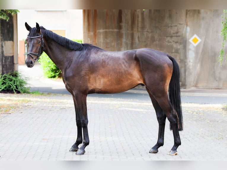 Westfaliano Caballo castrado 3 años 168 cm Morcillo in Bad Pyrmont