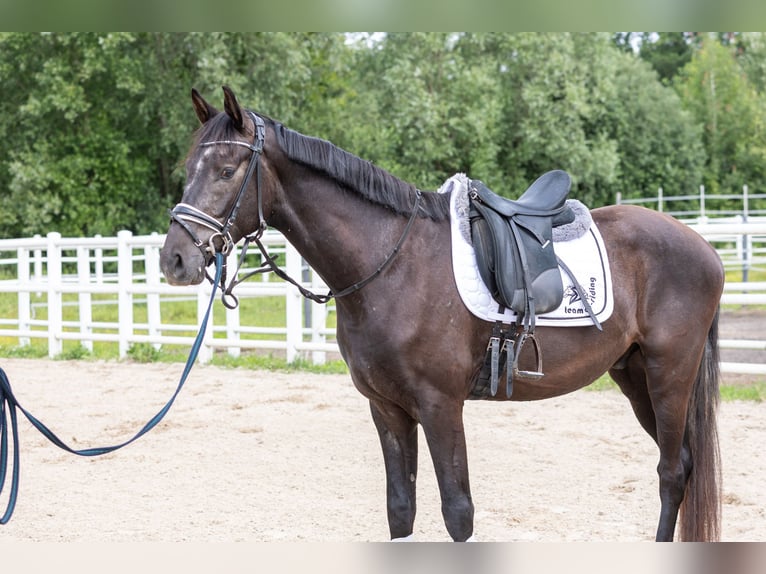 Westfaliano Caballo castrado 3 años 168 cm Musgo in Ebreichsdorf