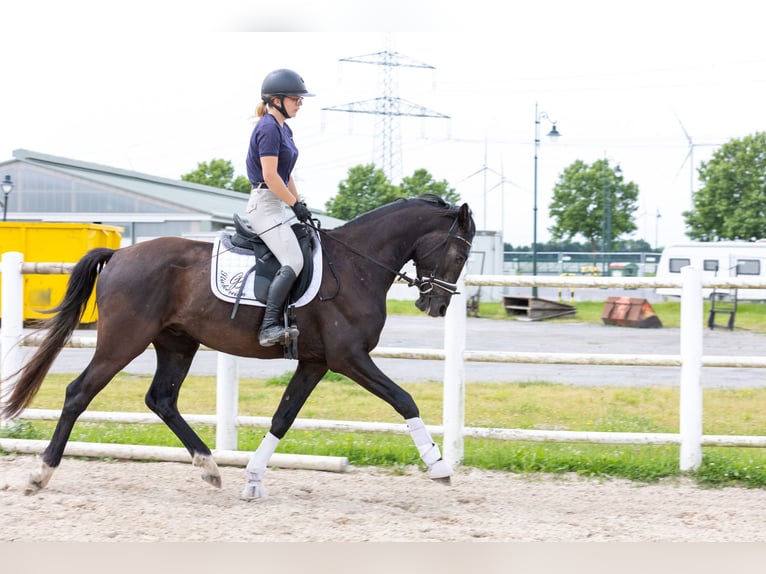 Westfaliano Caballo castrado 3 años 168 cm Musgo in Ebreichsdorf