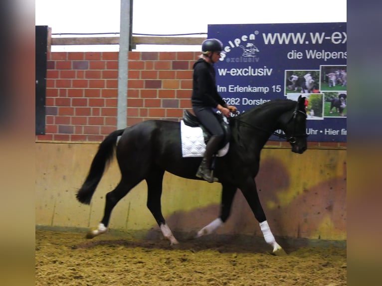 Westfaliano Caballo castrado 3 años 168 cm Negro in Dorsten