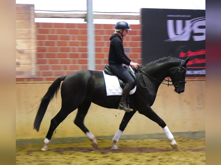 Westfaliano Caballo castrado 3 años 168 cm Negro in Dorsten