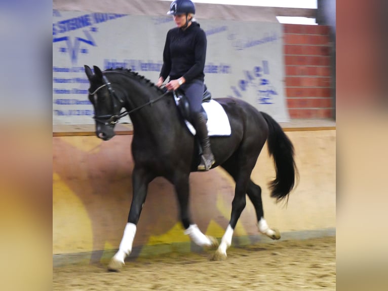 Westfaliano Caballo castrado 3 años 168 cm Negro in Dorsten