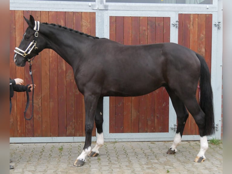 Westfaliano Caballo castrado 3 años 168 cm Negro in Dorsten