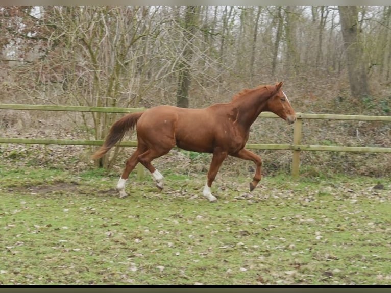 Westfaliano Caballo castrado 3 años 168 cm Ruano alazán in Stramproy