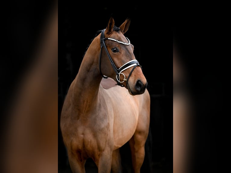 Westfaliano Caballo castrado 3 años 169 cm Castaño in Tauberrettersheim