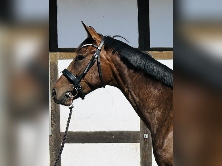 Westfaliano Caballo castrado 3 años 169 cm Morcillo in Hameln