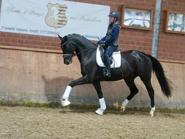 Westfaliano Caballo castrado 3 años 169 cm Negro in Paderborn