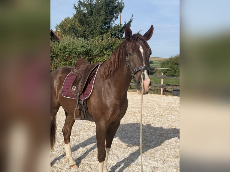 Westfaliano Caballo castrado 3 años 170 cm Alazán in Trendelburg