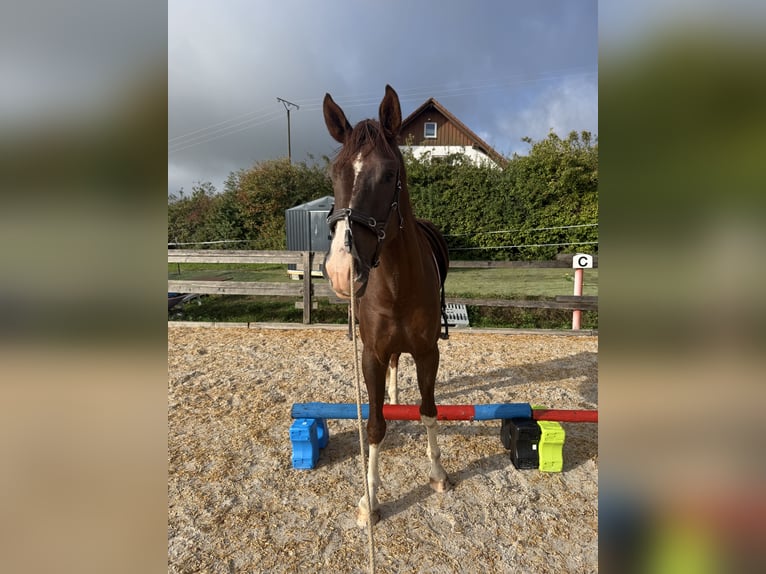 Westfaliano Caballo castrado 3 años 170 cm Alazán in Trendelburg