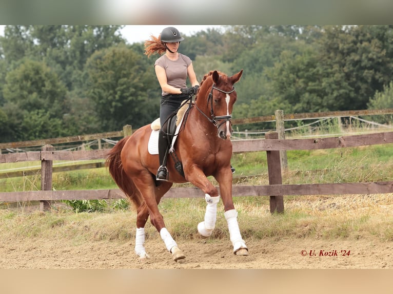 Westfaliano Caballo castrado 3 años 170 cm Alazán in Greven