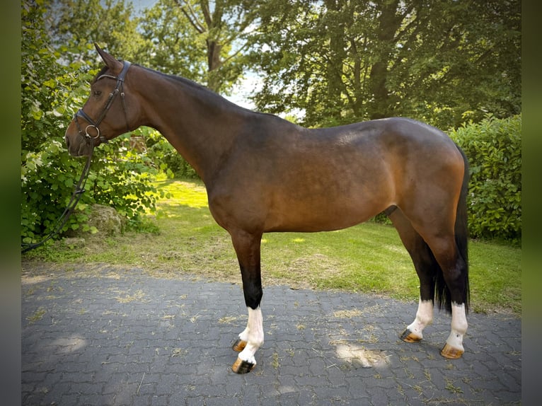 Westfaliano Caballo castrado 3 años 170 cm Castaño in Castrop-Rauxelcastrop-Rauxel