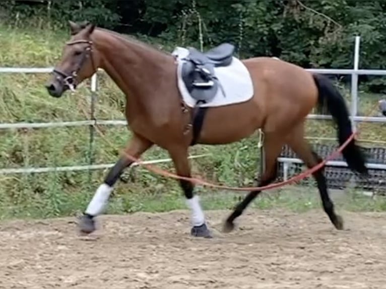 Westfaliano Caballo castrado 3 años 170 cm Castaño in Borchen