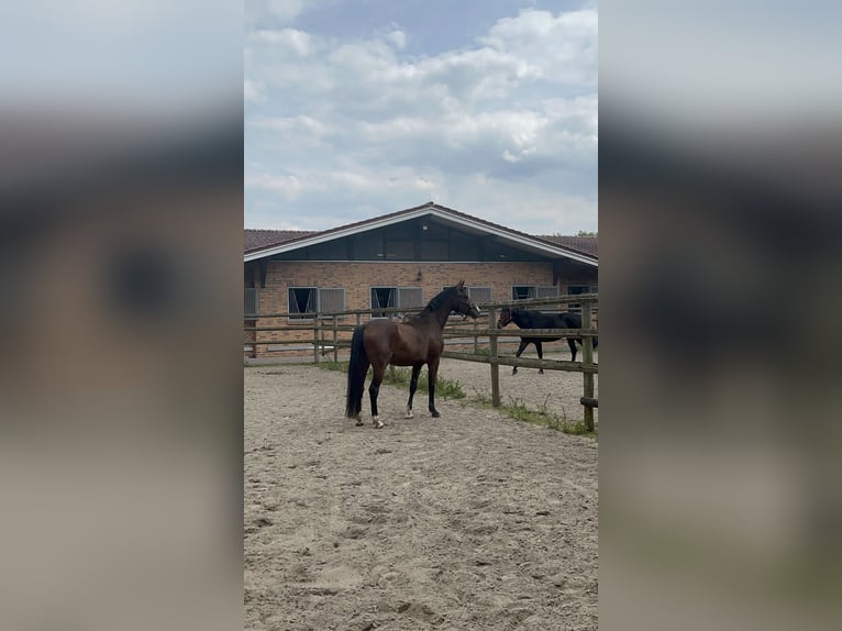 Westfaliano Caballo castrado 3 años 170 cm Castaño in Greven