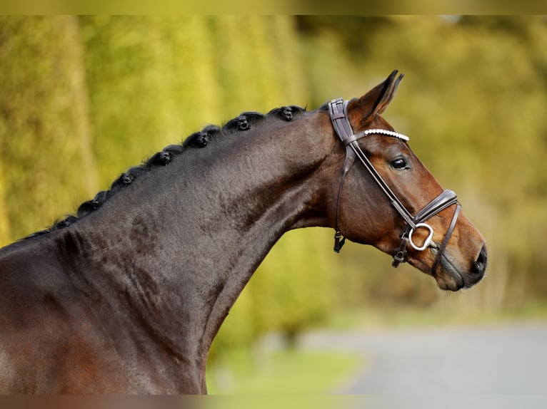Westfaliano Caballo castrado 3 años 170 cm Castaño in Steinfurt