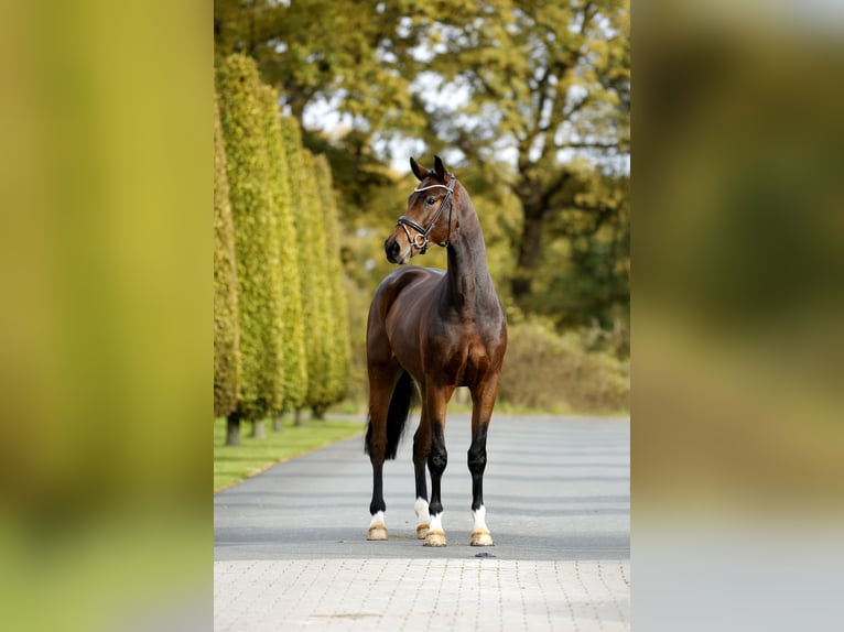 Westfaliano Caballo castrado 3 años 170 cm Castaño in Steinfurt
