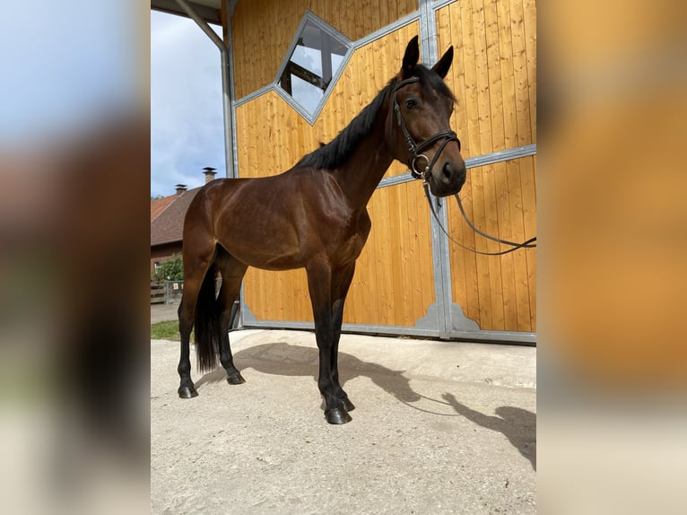 Westfaliano Caballo castrado 3 años 170 cm Castaño in Rietberg
