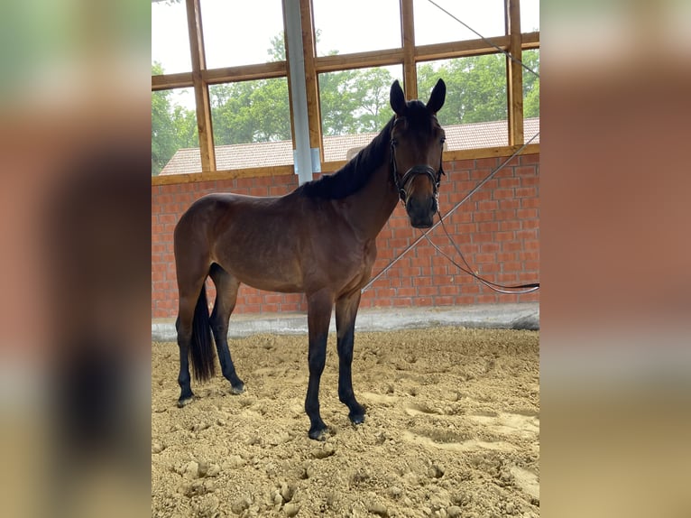 Westfaliano Caballo castrado 3 años 170 cm Castaño in Rietberg