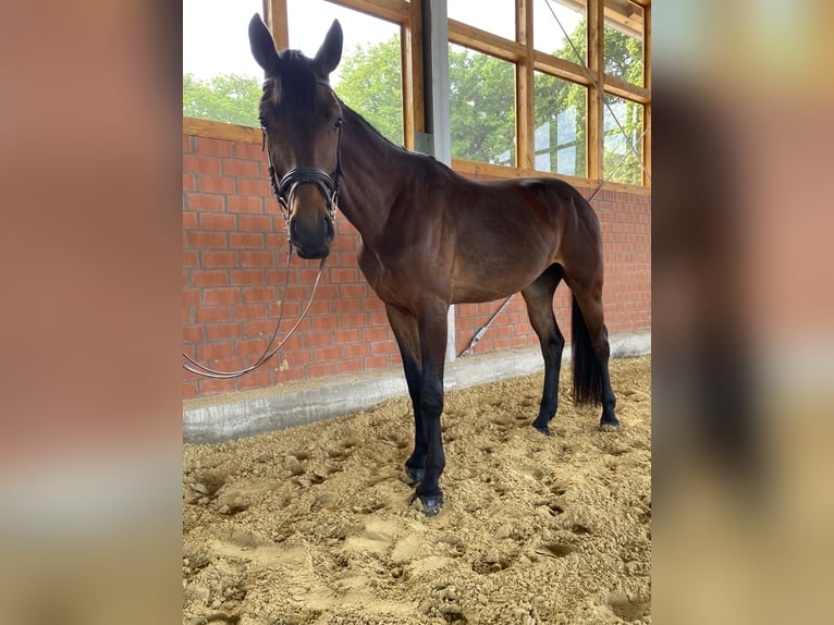 Westfaliano Caballo castrado 3 años 170 cm Castaño in Rietberg