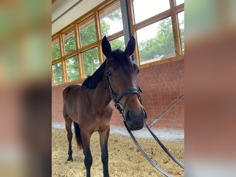 Westfaliano Caballo castrado 3 años 170 cm Castaño in Rietberg