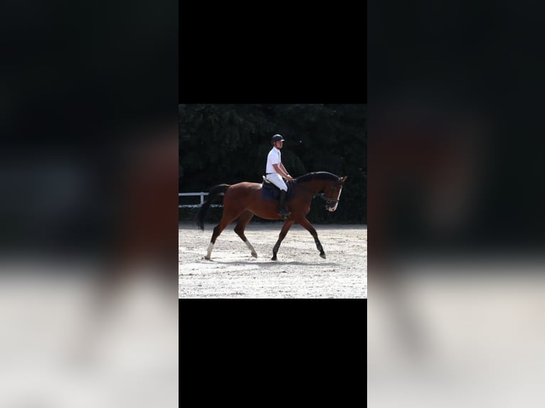 Westfaliano Caballo castrado 3 años 170 cm Castaño in Herresbach