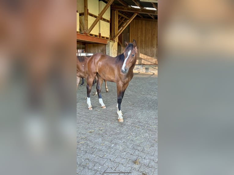 Westfaliano Caballo castrado 3 años 170 cm Castaño in Hemishofen