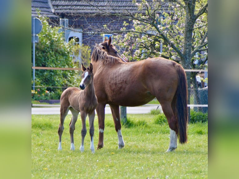 Westfaliano Caballo castrado 3 años 170 cm Castaño in Hemishofen