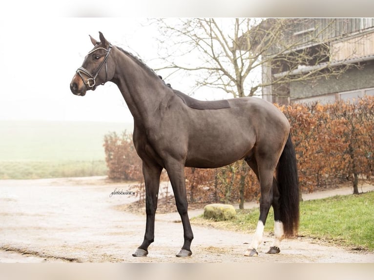 Westfaliano Caballo castrado 3 años 170 cm Castaño oscuro in Lehrberg