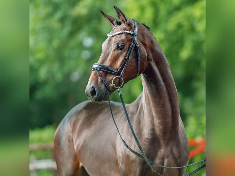 Westfaliano Caballo castrado 3 años 170 cm Morcillo in Münster